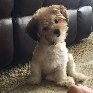 Meet your Posher, Flower